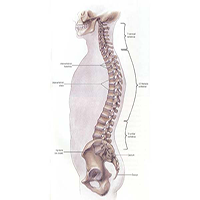 The Normal Spine
