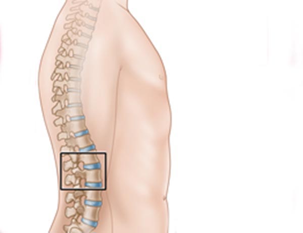 The Normal Spine